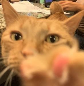 Meet your Posher, David